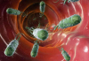 Mercury And The Gut Mercury And The Gut